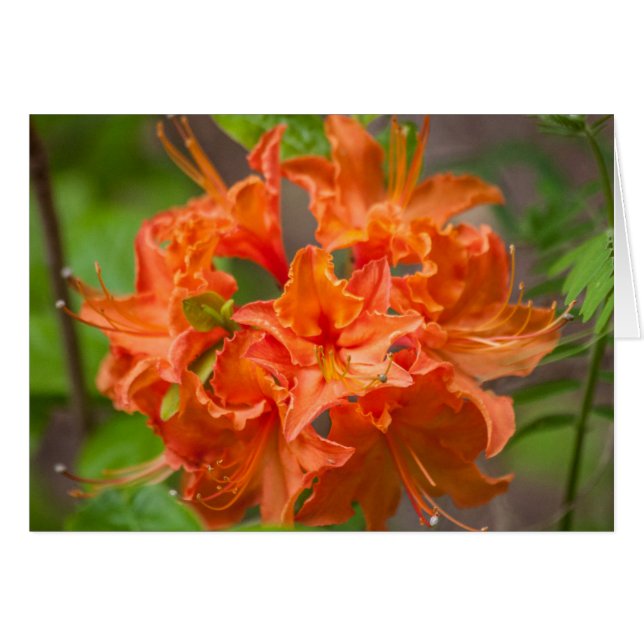 Orange Blume Azalea Floral Fotografie (Vorderseite (Horizontal))