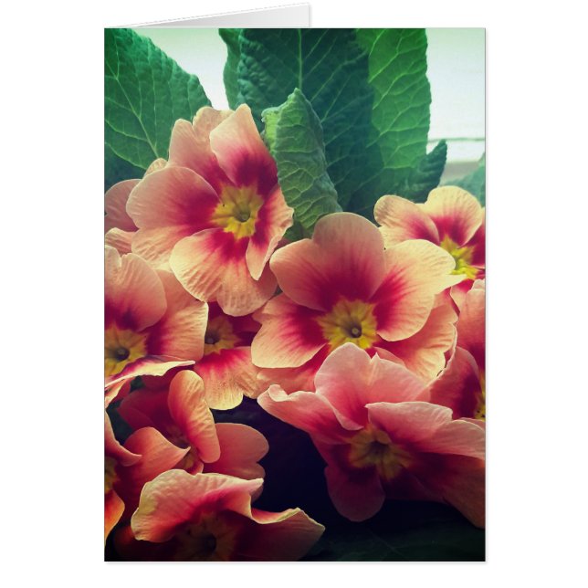 Orange Blume Blank Card (Vorne)