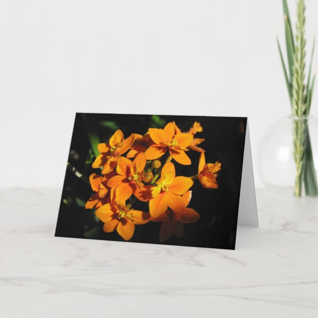 Orange Blume Card Karte (Vorderseite)