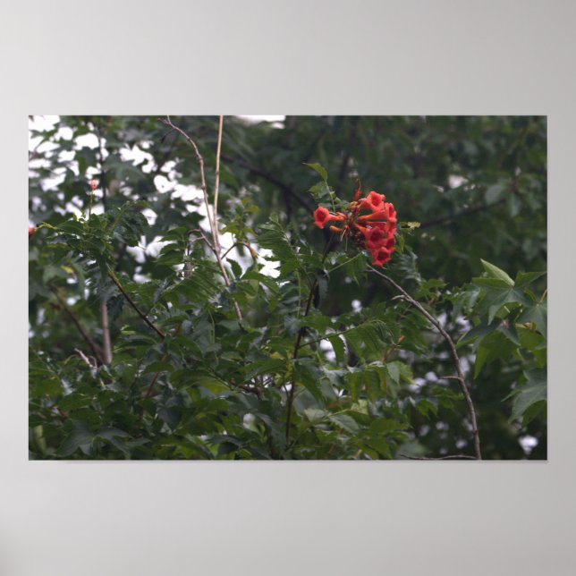 Orange Blume Foto Poster (Vorne)