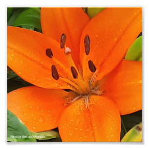 Orange Blume Fotodruck