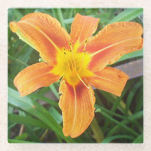 Orange Blume Glasuntersetzer (Vorderseite)