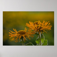 Orange Blume head Inula Orientalis CC0023