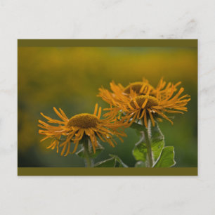 Orange Blume head Inula Orientalis CC0024 Postkarte