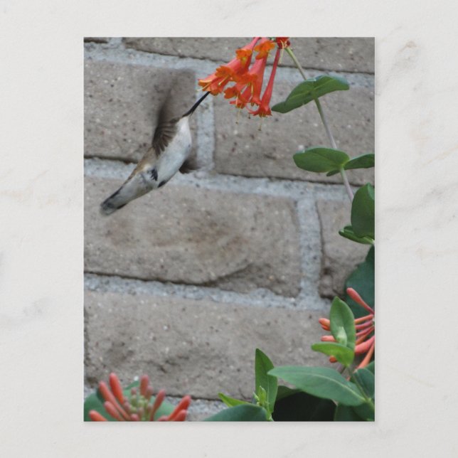 Orange Blume Hummingbird Postkarte (Vorderseite)