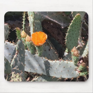 Orange Blume im Kaktus im Balboa Park Mousepad