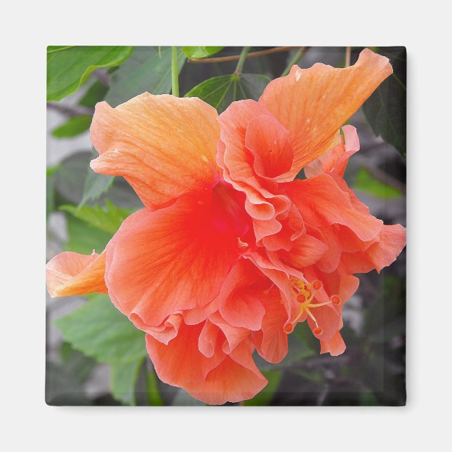 Orange Blume Magnet (Vorne)