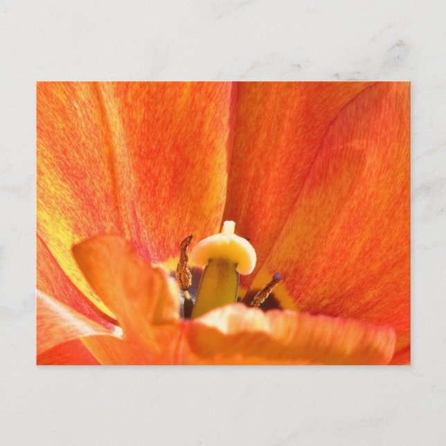Orange-Blume-Makro Postkarte (Vorderseite)