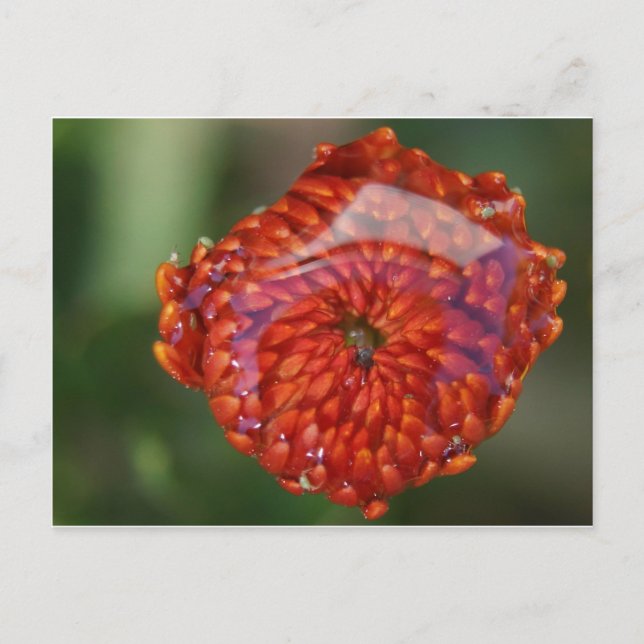 Orange Blume mit Pool Postkarte (Vorderseite)