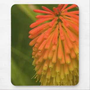 Orange Blume Mousepad