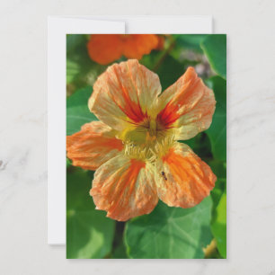 Orange Blume Nasturtium Blank Card