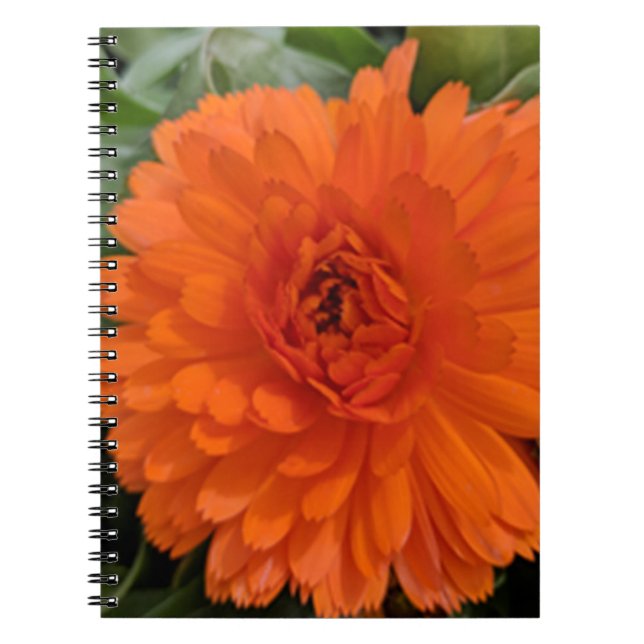 Orange Blume Notizblock (Vorderseite)