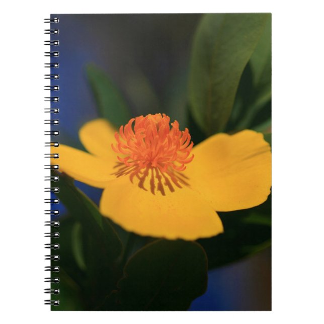 Orange Blume Notizblock (Vorderseite)