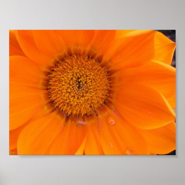 Orange Blume Poster (Vorne)