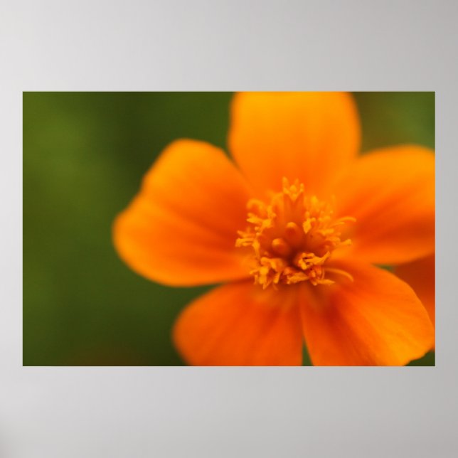 Orange Blume Poster (Vorne)