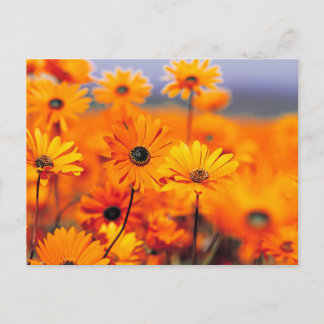 Orange Blume Postkarte