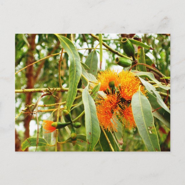 Orange Blume Postkarte (Vorderseite)