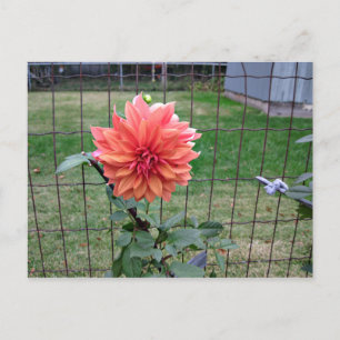 Orange Blume Postkarte