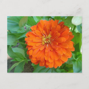 Orange Blume Postkarte