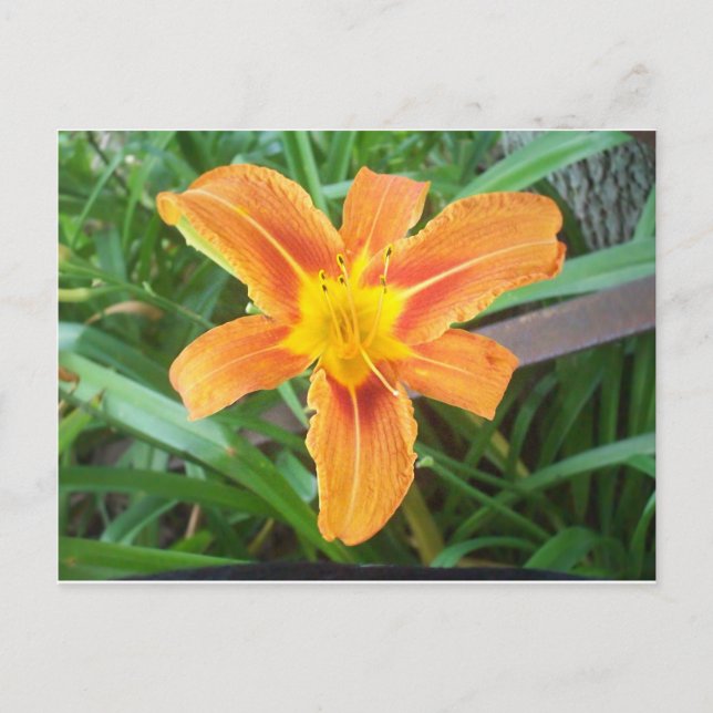 Orange Blume Postkarte (Vorderseite)