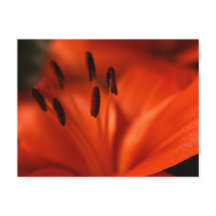 Orange Blume Postkarte