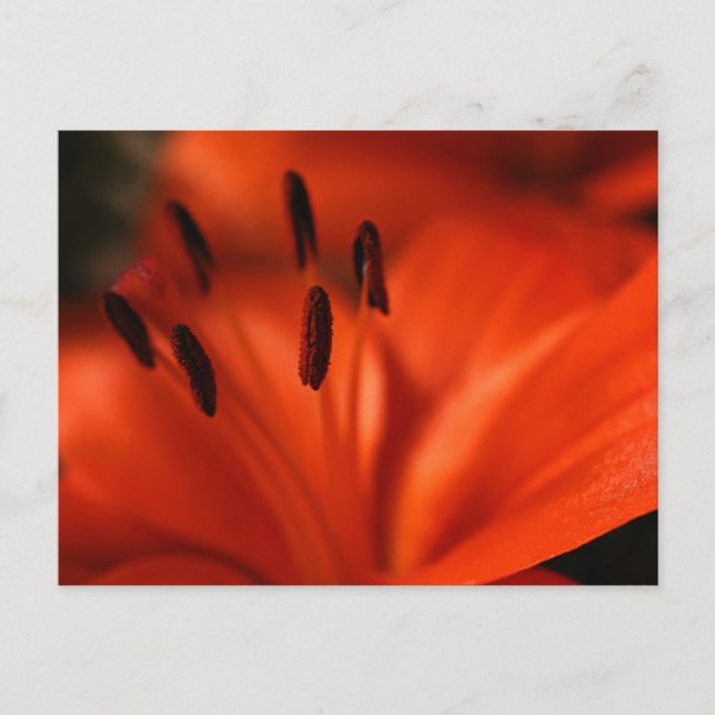 Orange Blume Postkarte (Vorderseite)