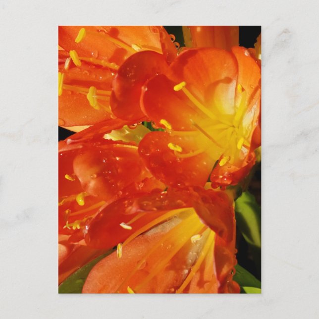 Orange Blume Postkarte (Vorderseite)