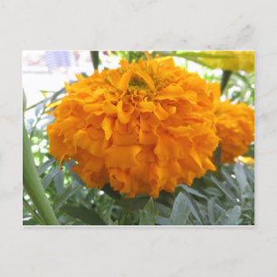 Orange Blume Postkarte