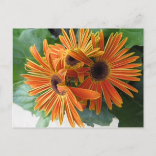 Orange Blume Trio Postkarte