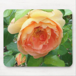 Orange Blush Rose Mousepad
