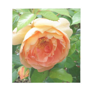 Orange Blush Rose Notizblock