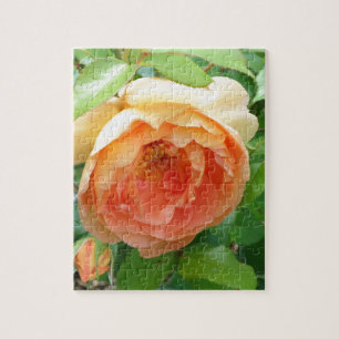 Orange Blush Rose Puzzle