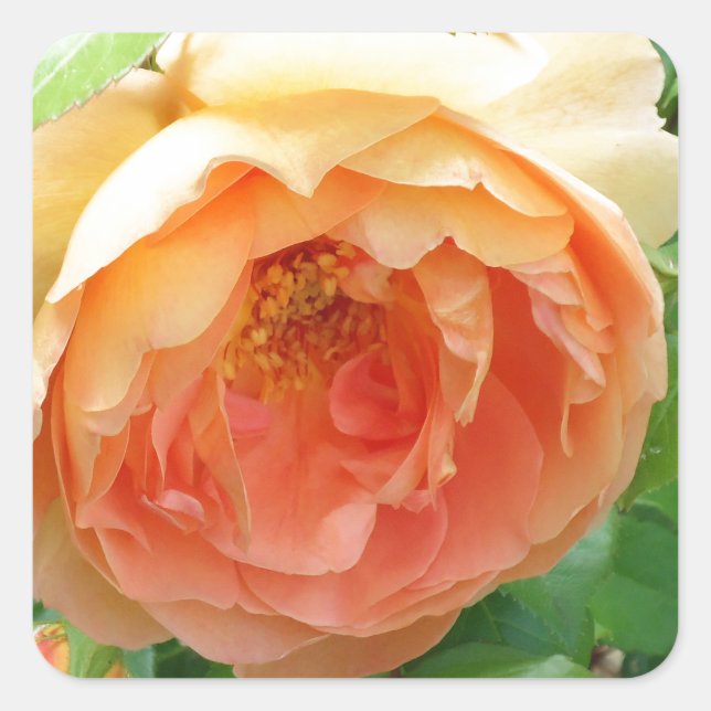 Orange Blush Rose Quadratischer Aufkleber (Vorderseite)