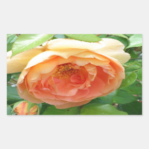 Orange Blush Rose Rechteckiger Aufkleber