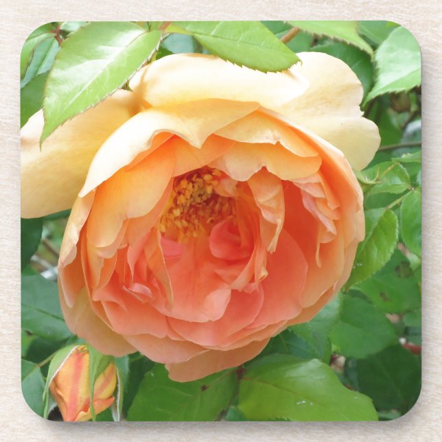 Orange Blush Rose Untersetzer (Vorderseite)