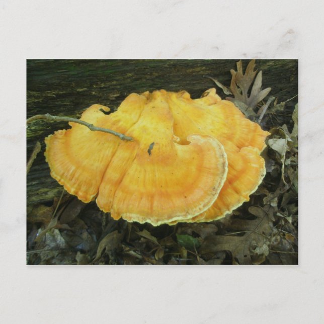 Orange Bracket Fungus Postkarte (Vorderseite)