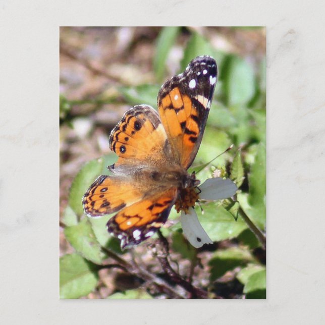 Orange Brown Butterfly Foto Postkarte (Vorderseite)