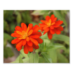 Orange Burst ! 10x8-Foto Fotodruck