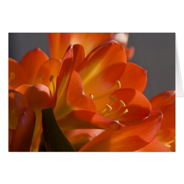 Orange Bush Lily (Vorderseite (Horizontal))