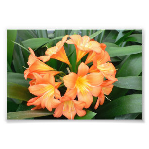 Orange Bush Lily Blume oder Natal Lily Fotodruck