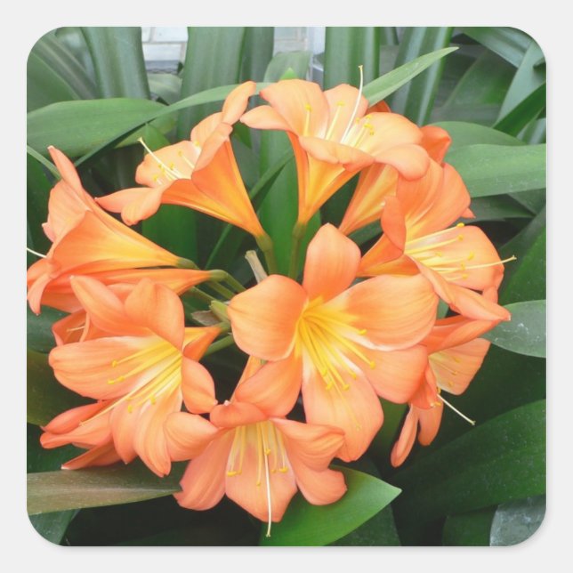Orange Bush Lily Blume oder Natal Lily Quadratischer Aufkleber (Vorderseite)