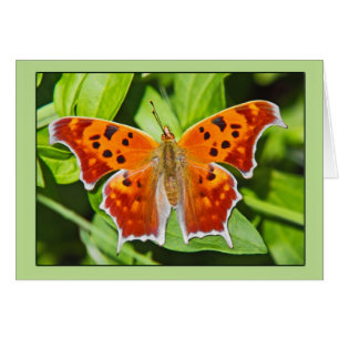 Orange Butterfly
