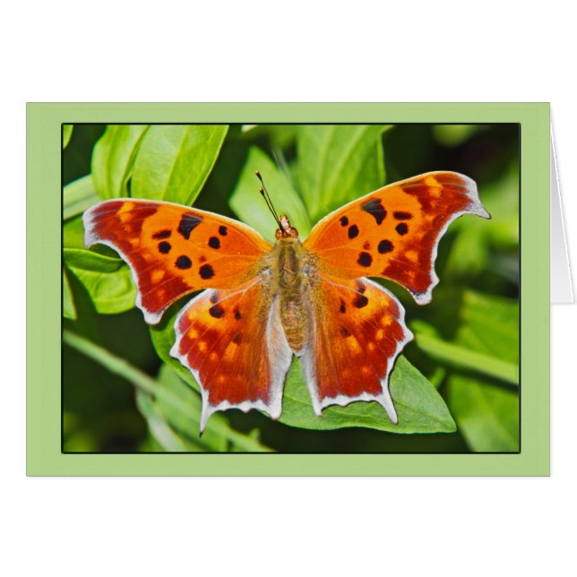 Orange Butterfly (Vorderseite (Horizontal))