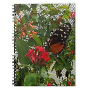ORANGE BUTTERFLY NOTIZBLOCK