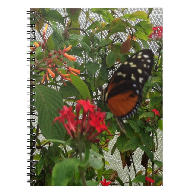 ORANGE BUTTERFLY NOTIZBLOCK (Vorderseite)