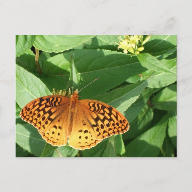 Orange Butterfly Postcard Postkarte (Vorderseite)