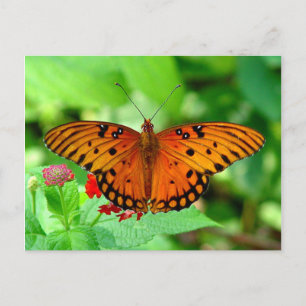 Orange Butterfly Postcard Postkarte