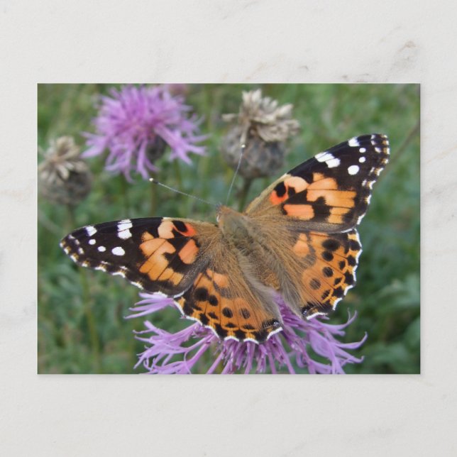 Orange Butterfly Postcard Postkarte (Vorderseite)