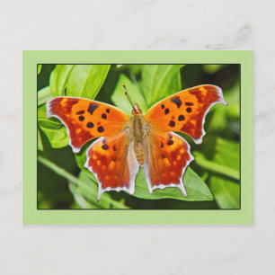 Orange Butterfly Postkarte