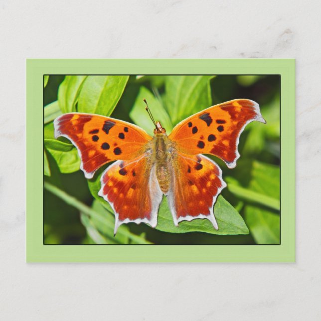 Orange Butterfly Postkarte (Vorderseite)
